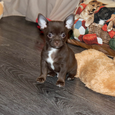 Продается Шоколадный чихуа