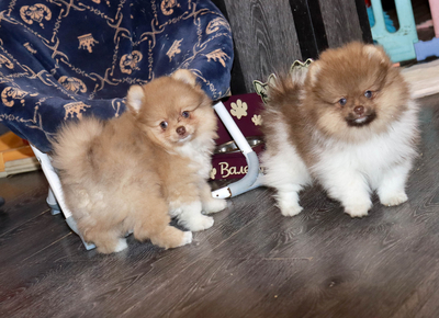 Валентра стар