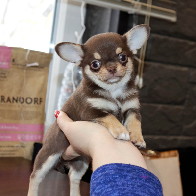 Продается Шоколадная чихуа