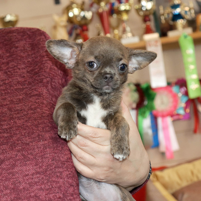 Продается Тигровая чихуахуа