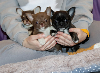 Валентра стар