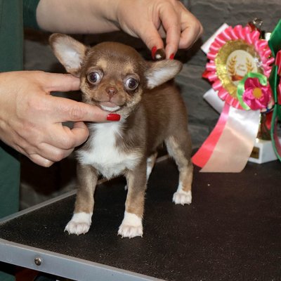 Продается Шоколадная чихуахуа