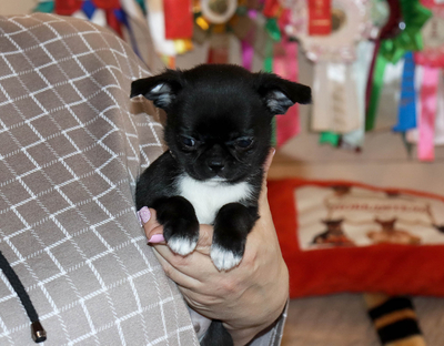 Валентра стар