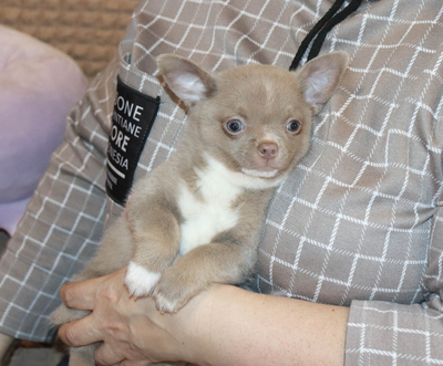 Валентра стар