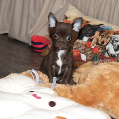 Валентра стар