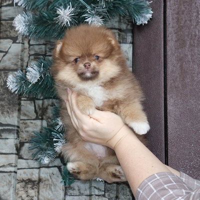 Валентра стар