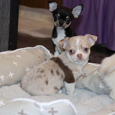 Валентра стар