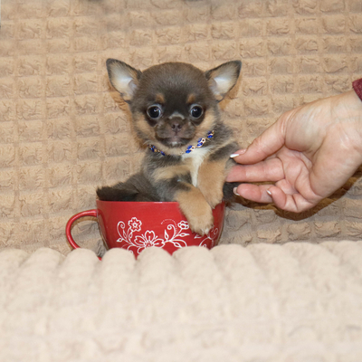 Продается Голубая чихуахуа