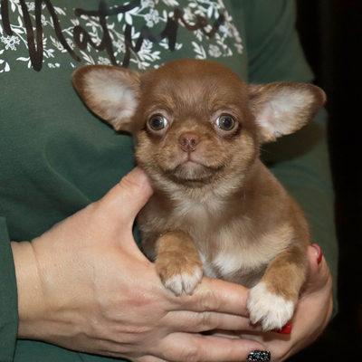 Валентра стар