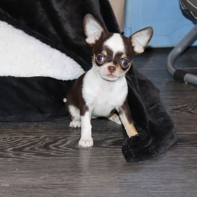 Валентра стар