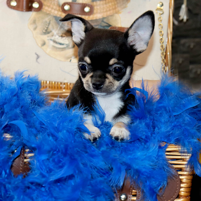 Валентра стар