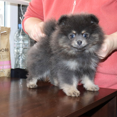 Продается Голубая девочка шпица