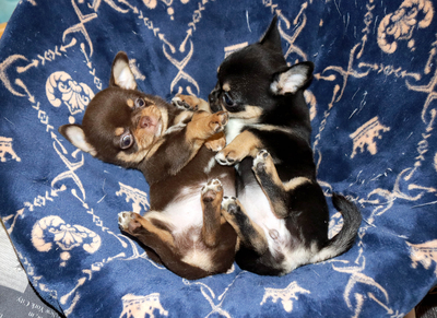 Валентра стар