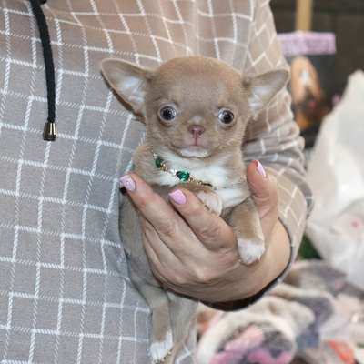 Валентра стар