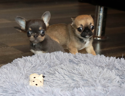 Валентра стар
