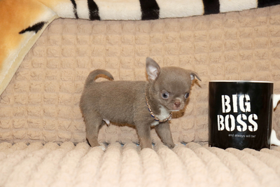 Валентра стар