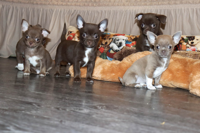 Валентра стар