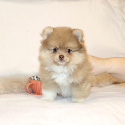 Валентра стар