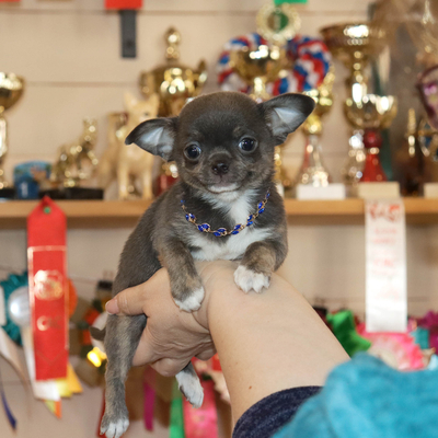 Продается Голубой чихуахуа