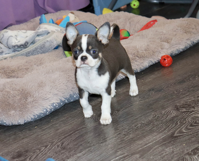 Валентра стар