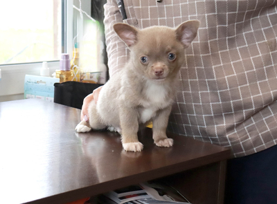 Валентра стар