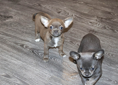 Валентра стар