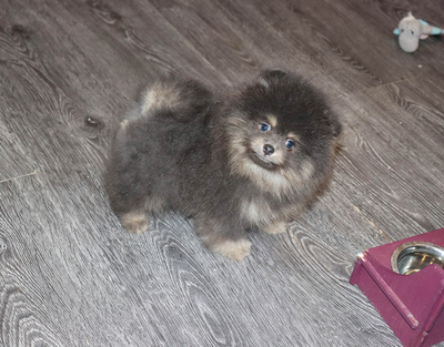 Валентра стар