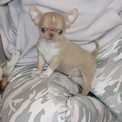 Продается Купить Чихуа в Москве