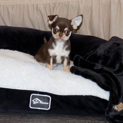 Валентра стар