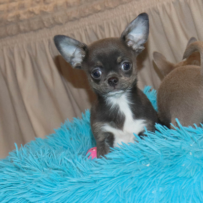 Продается Голубой чихуахуа
