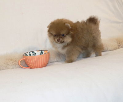 Валентра стар