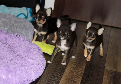 Валентра стар