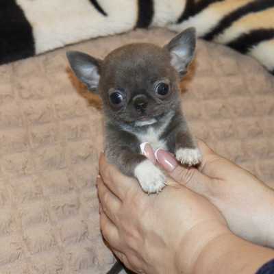 Валентра стар