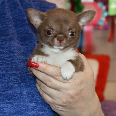 Валентра стар