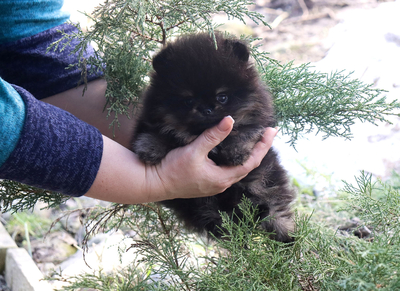 Валентра стар