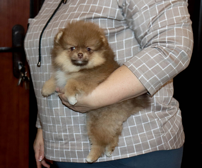 Валентра стар