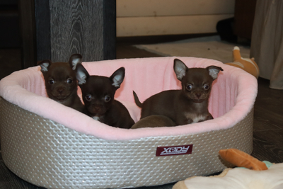 Валентра стар