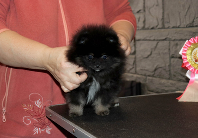 Валентра стар