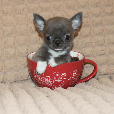 Валентра стар