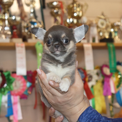 Продается Голубой чихуахуа