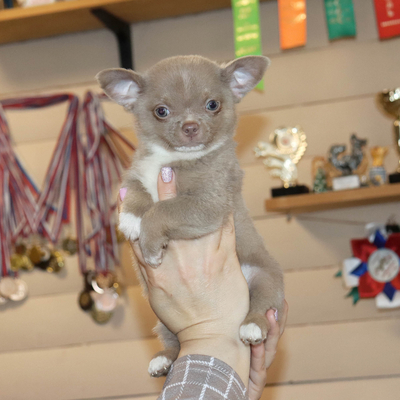 Валентра стар