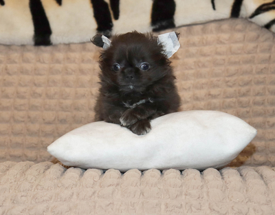 Валентра стар