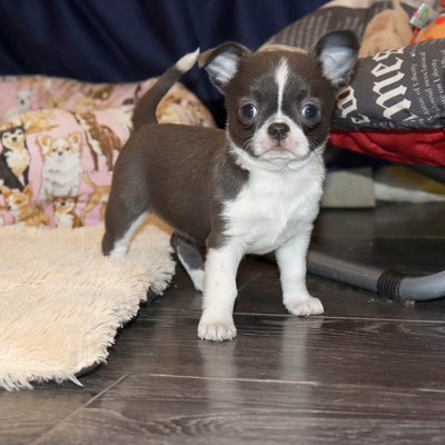 Продается Голубая чихуахуа