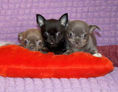 Валентра стар