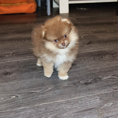 Валентра стар