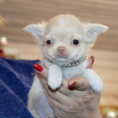 Валентра стар