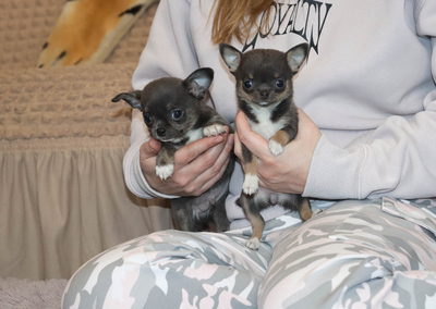 Валентра стар