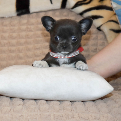 Валентра стар