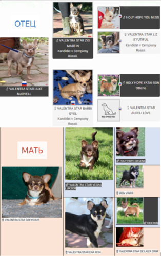 Валентра стар