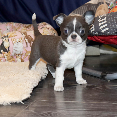 Валентра стар